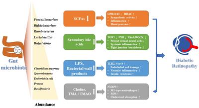 Postbiotics: emerging therapeutic approach in diabetic retinopathy